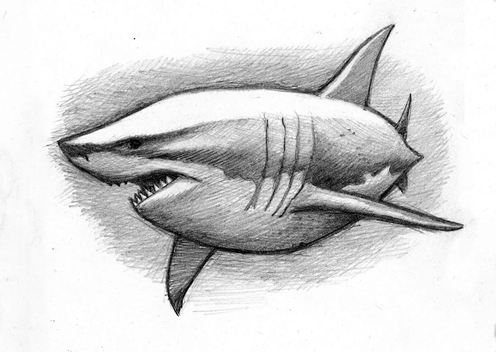 Акула карандашом