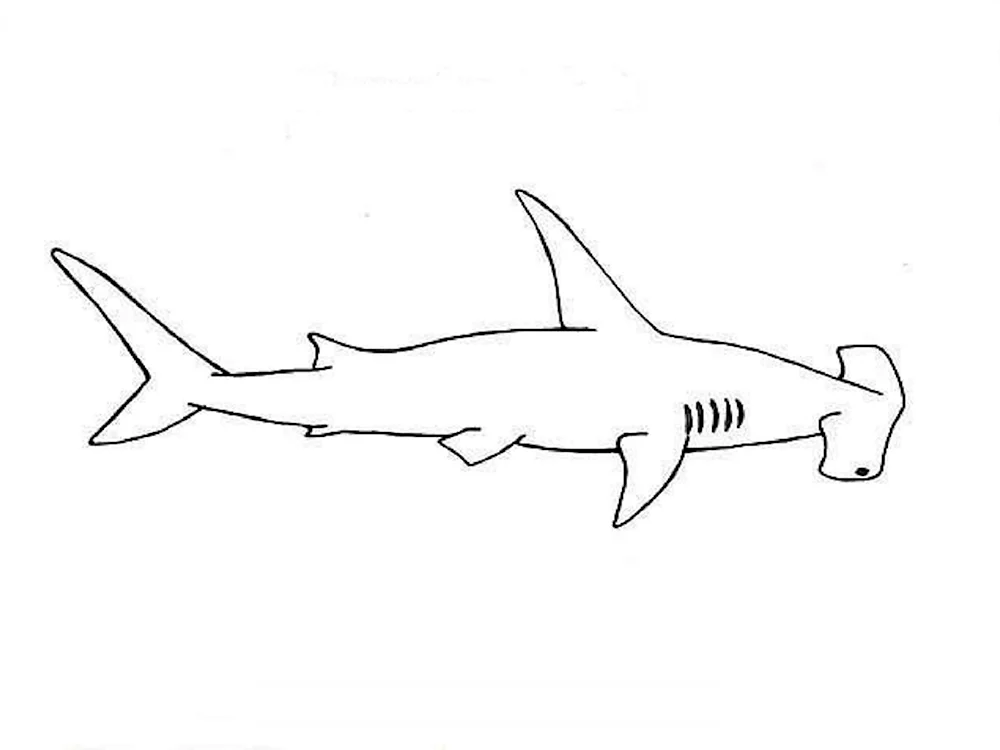 Акула молот карандашом
