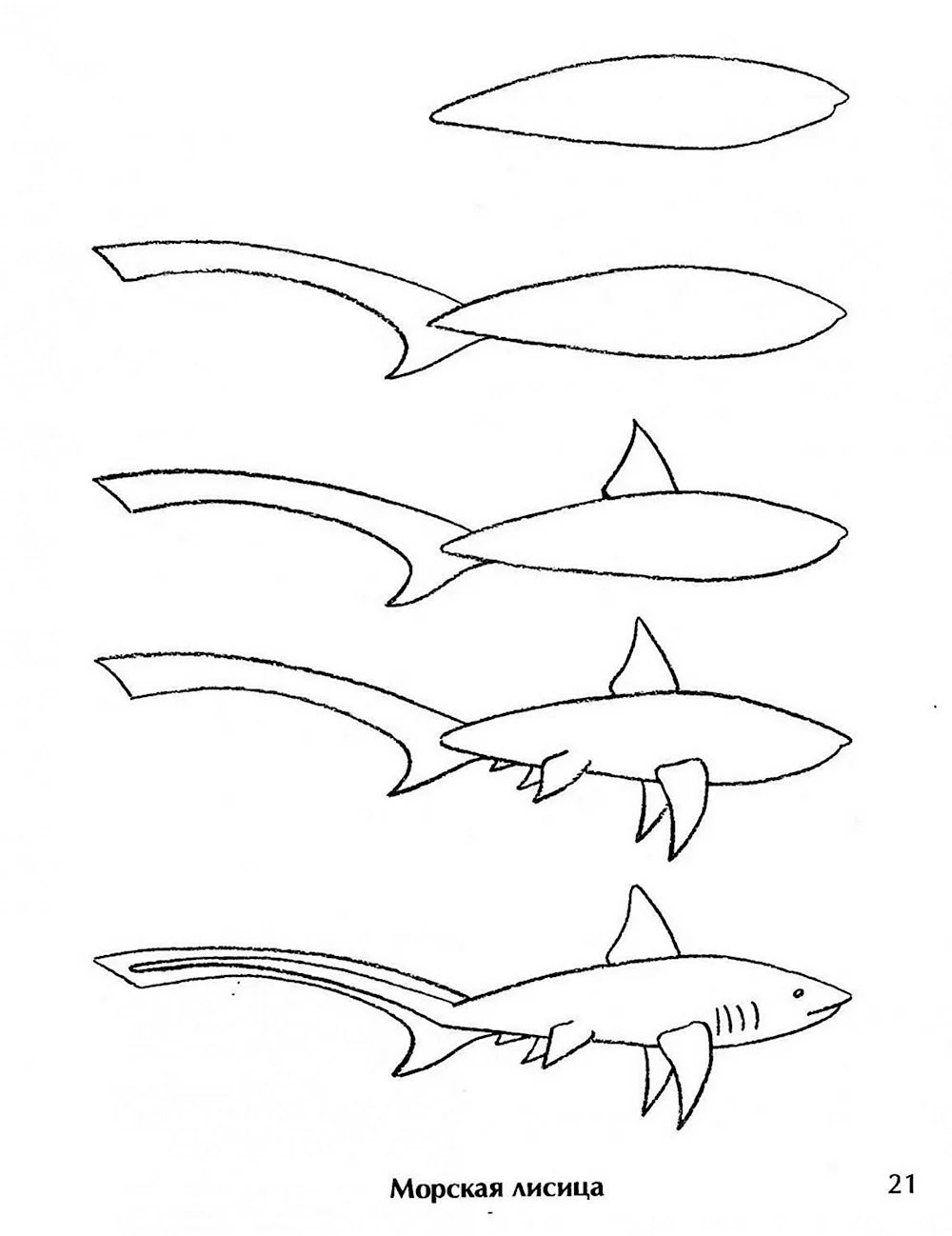 Акула рисунок