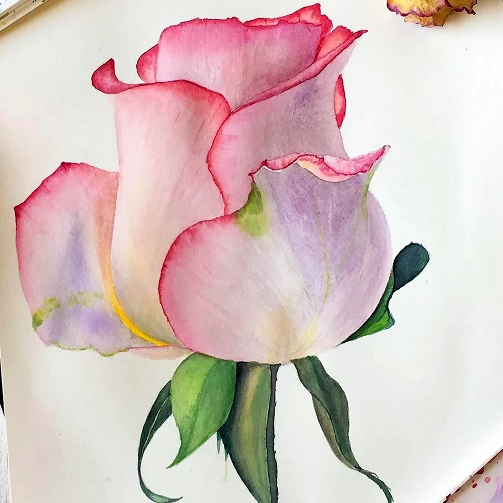 Акварельная Ботаническая живопись розы
