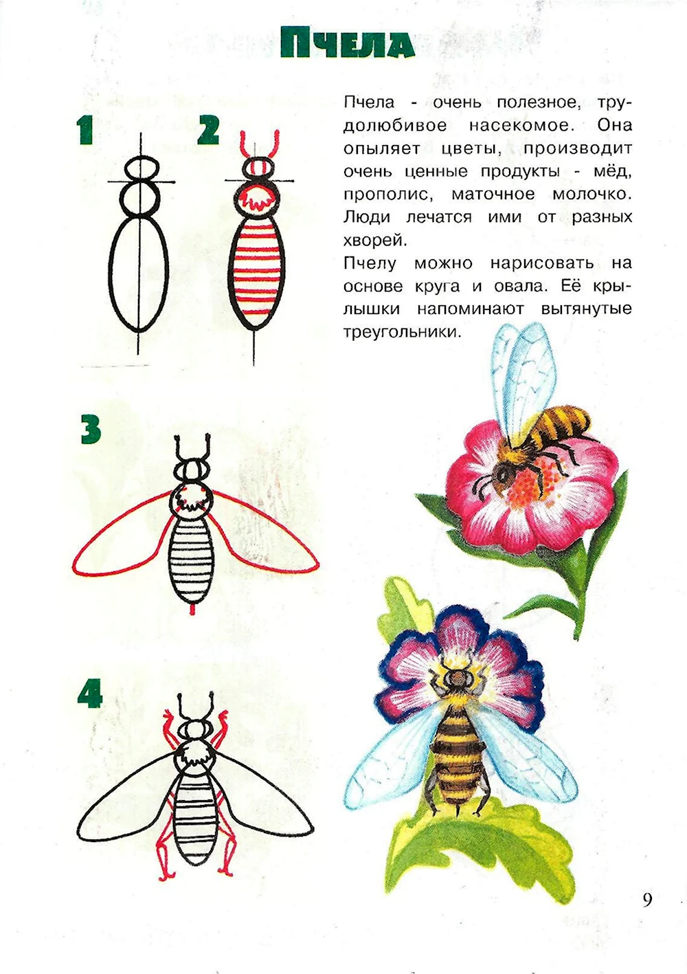 Алгоритм рисования насекомых для дошкольников