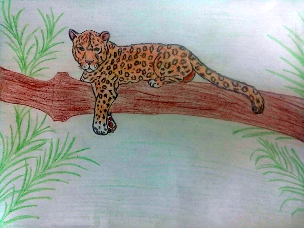 Амурский леопард карандашом