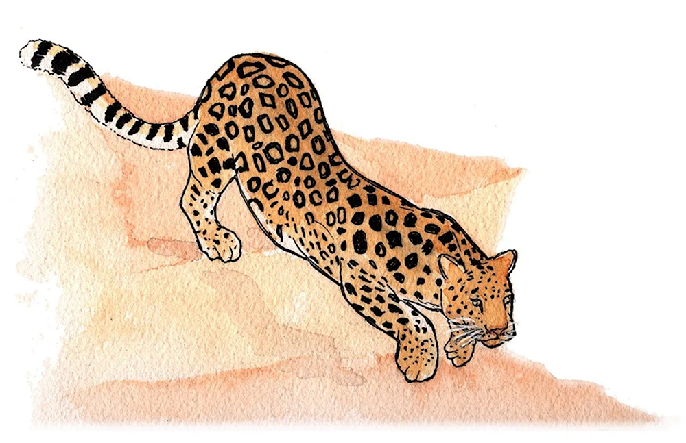 Амурский леопард вид сбоку