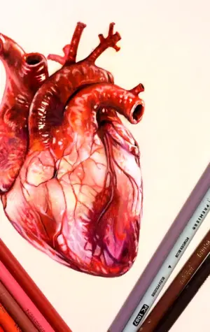Анатомическое сердце человека