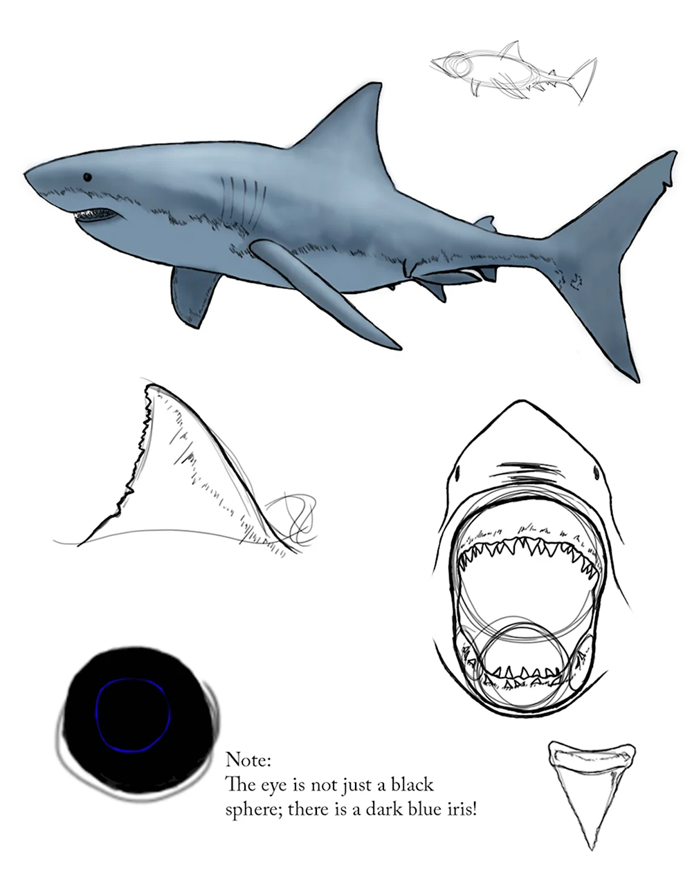 Анатомия акулы для рисования