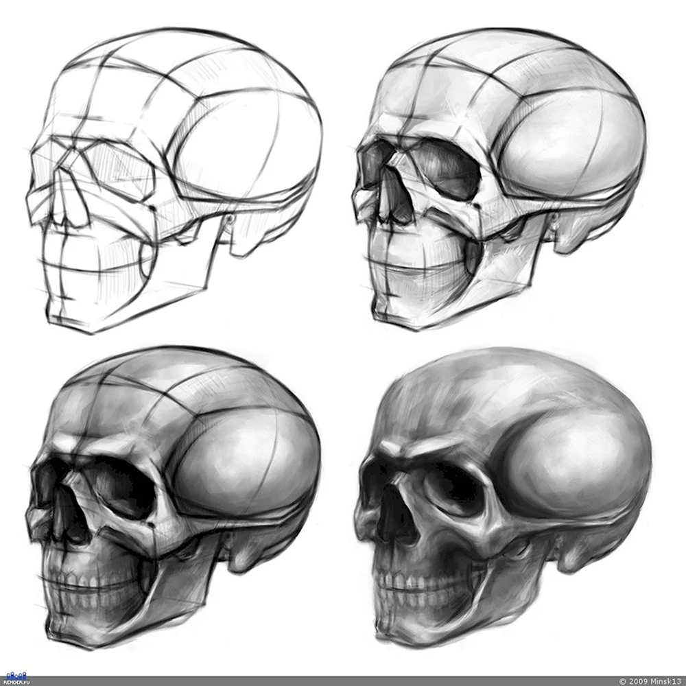 Анатомия Барчаи череп