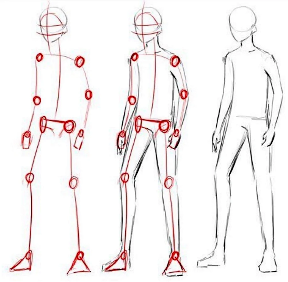 Анатомия человека для рисования для начинающих