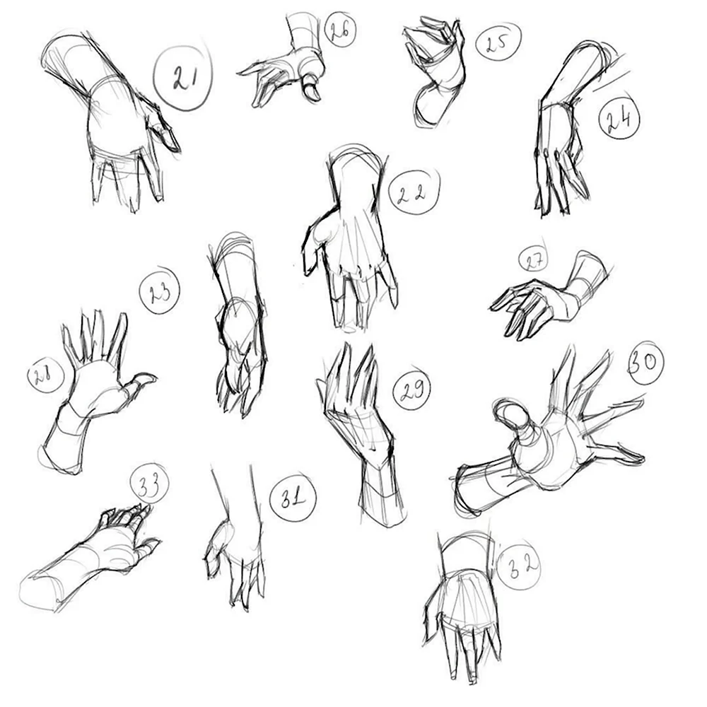 Анатомия человека для рисования руки
