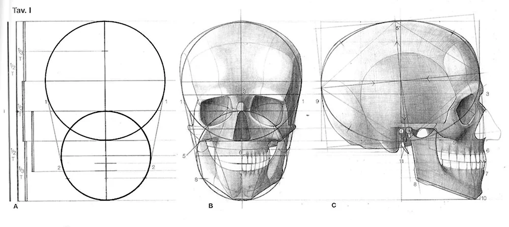Анатомия черепа человека Баммес