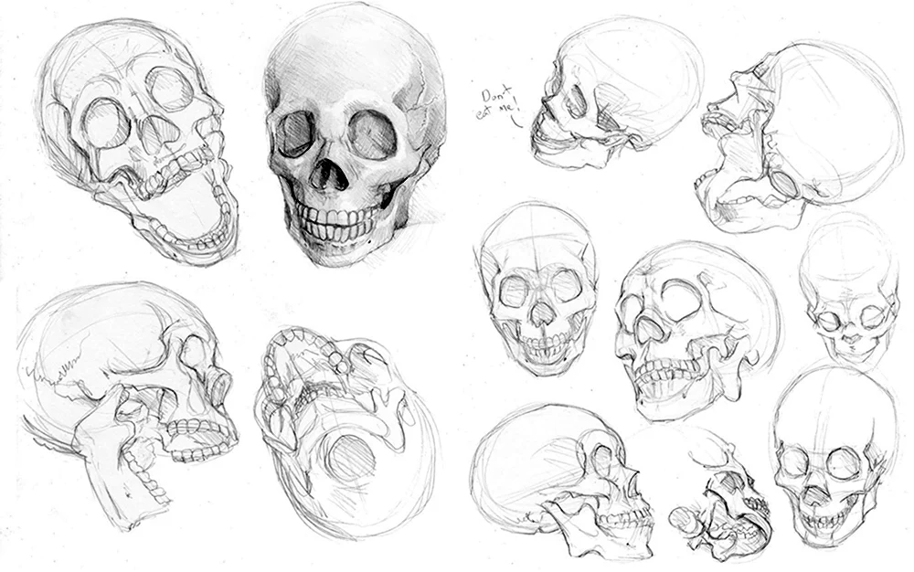 Анатомия черепа для рисования