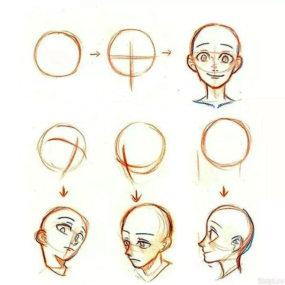 Анатомия головы человека для рисования