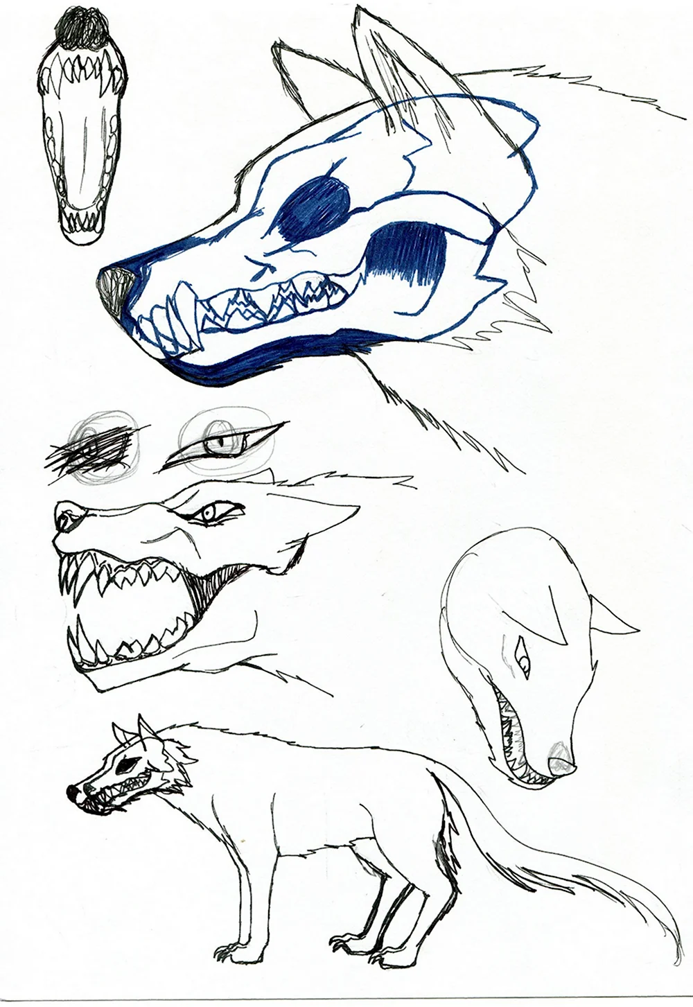 Анатомия головы волка