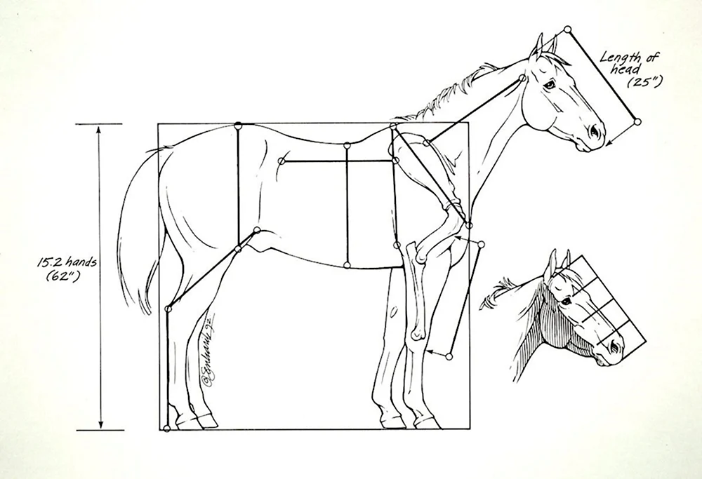 Анатомия и пропорции лошади