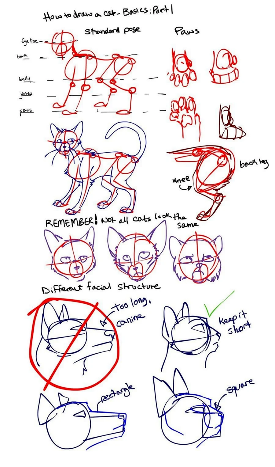 Анатомия кошки для рисования коты Воители