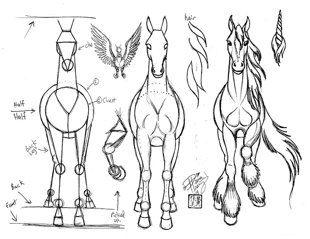 Анатомия лошади для рисования