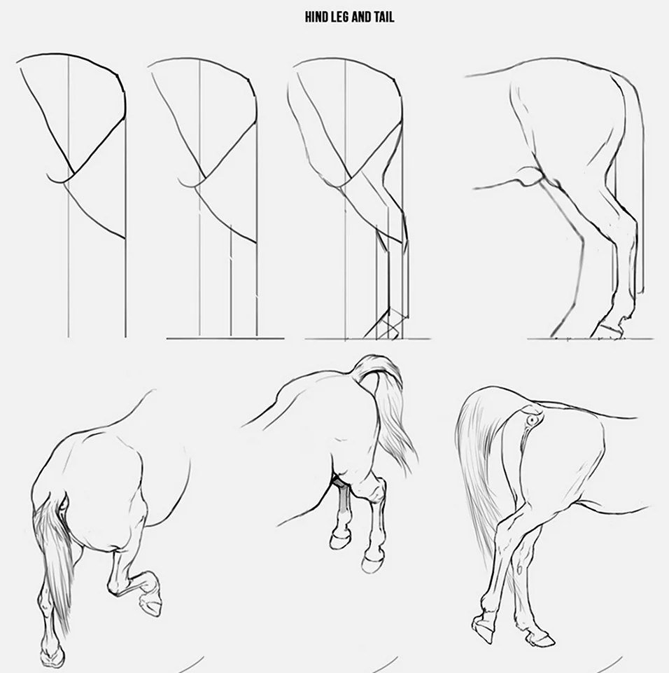 Анатомия лошади для рисования морда