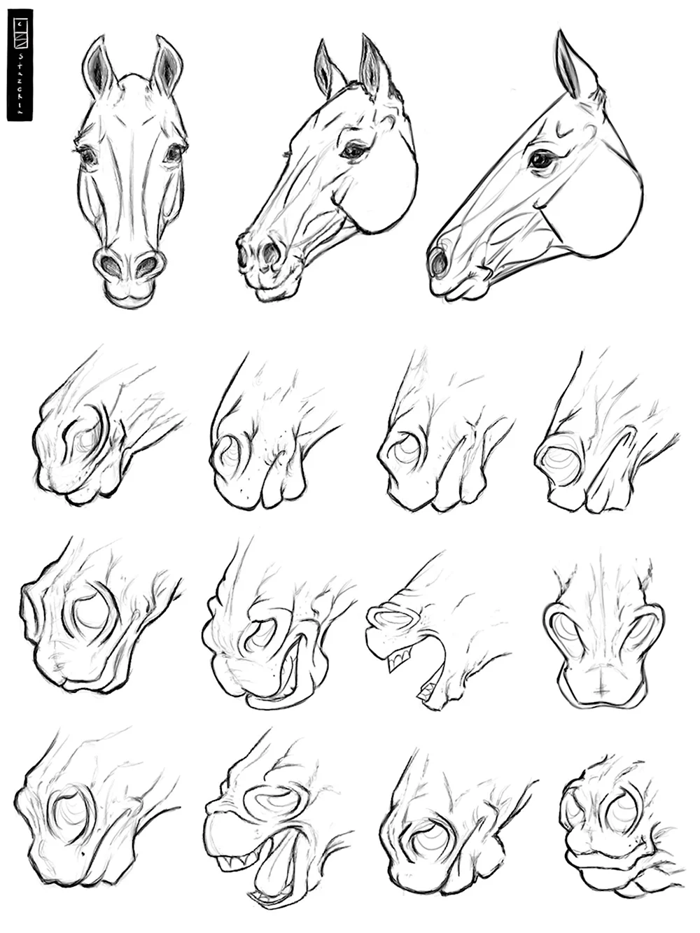 Анатомия морды лошади