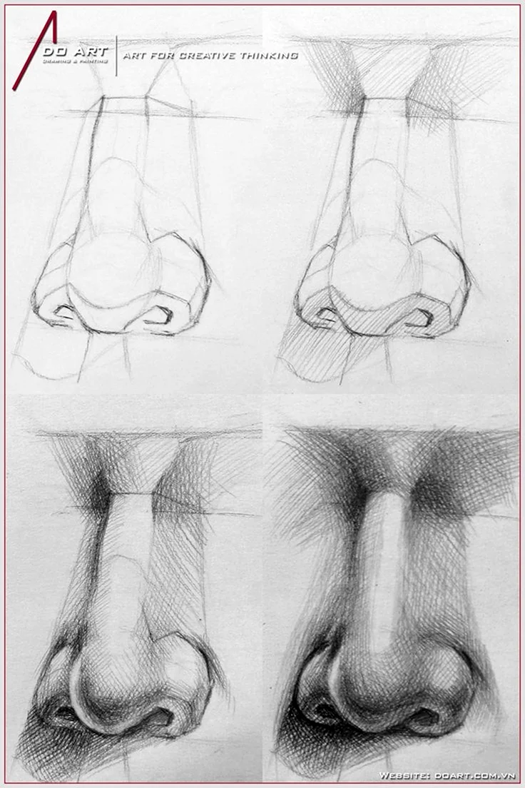 Анатомия носа для рисования