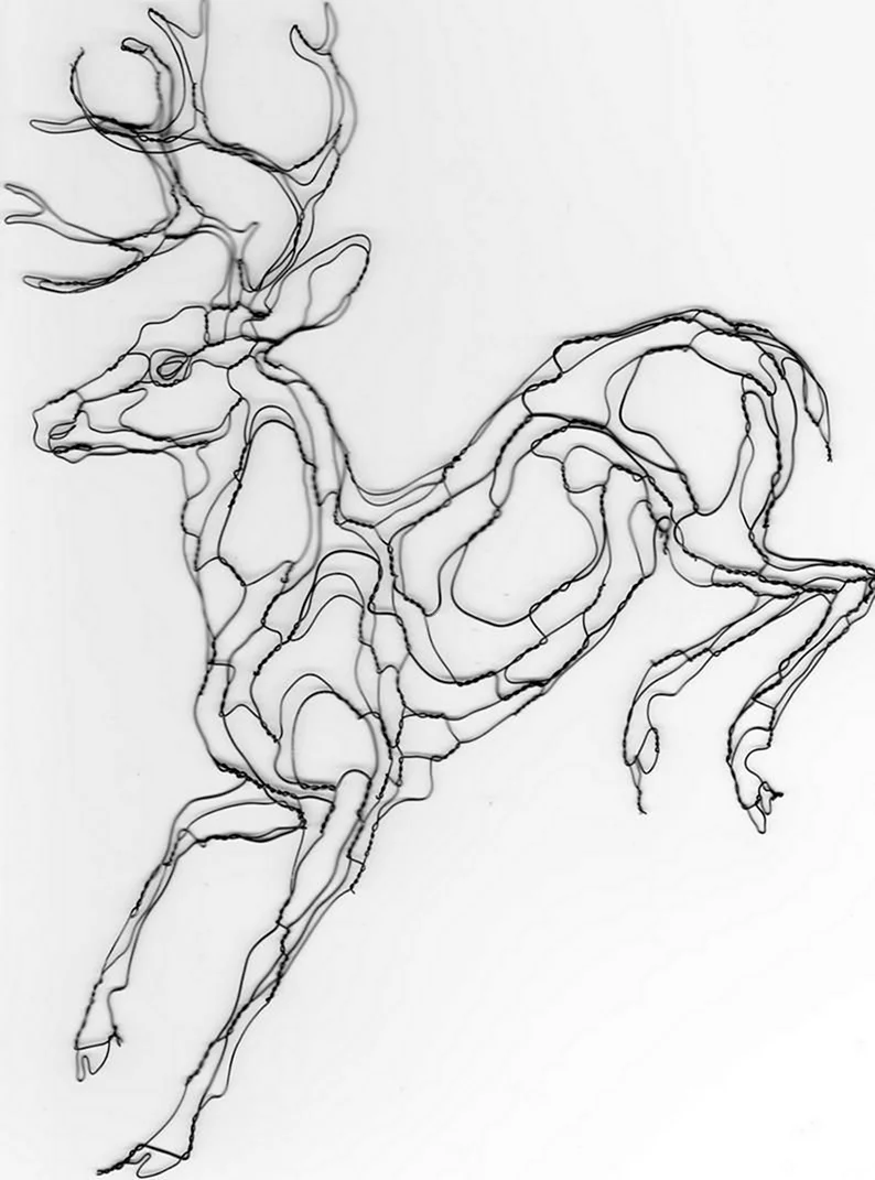 Анатомия оленя для рисования