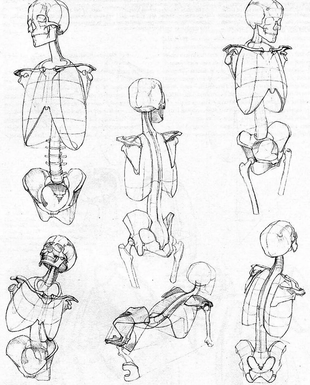 Анатомия скелета человека референс
