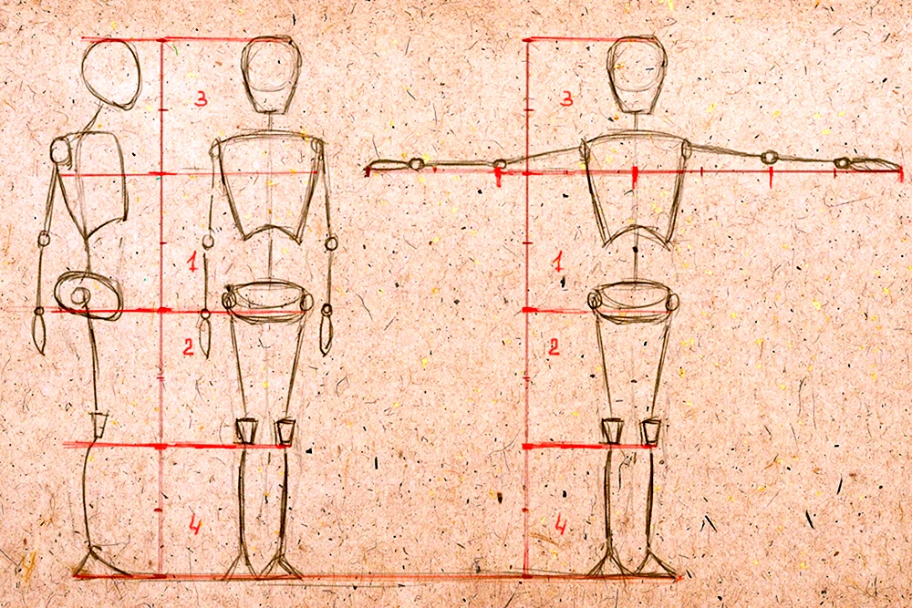 Анатомия тела человека для художников пропорции