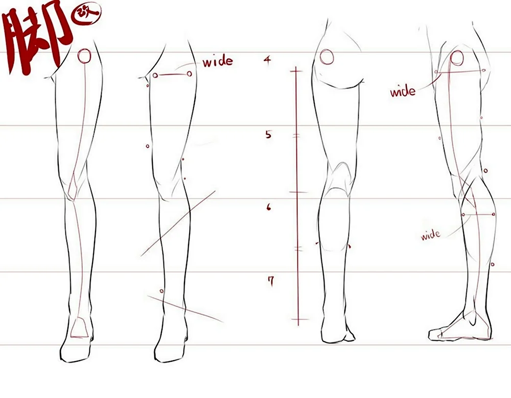 Анатомия женских ног для рисования