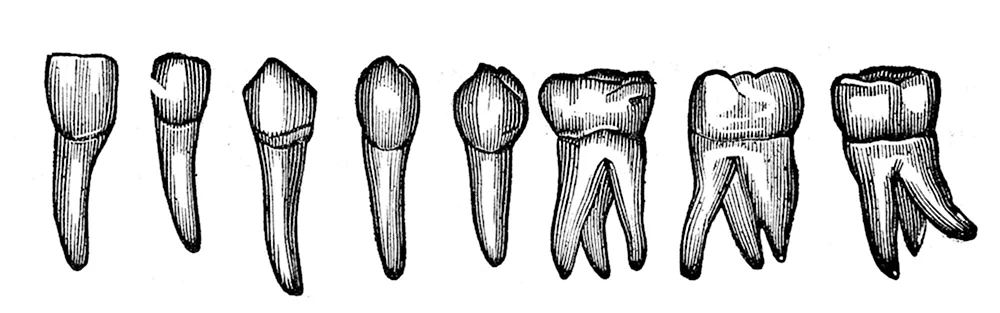 Анатомия зубов стоматология