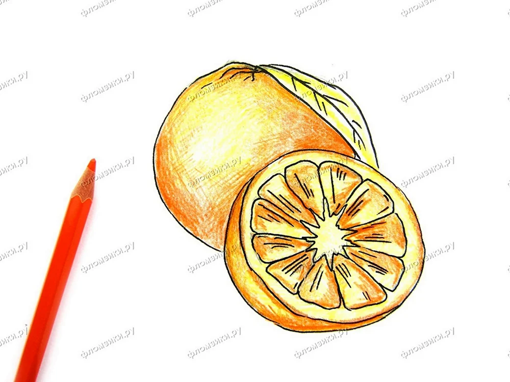 Апельсин рисунок карандашом