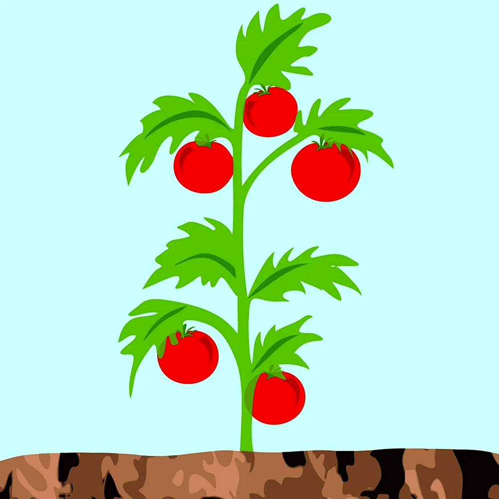 Аппликация грядка с помидорами