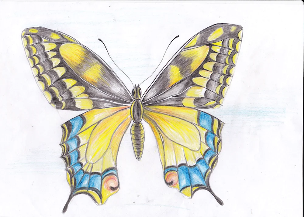 Бабочка Махаон обыкновенный