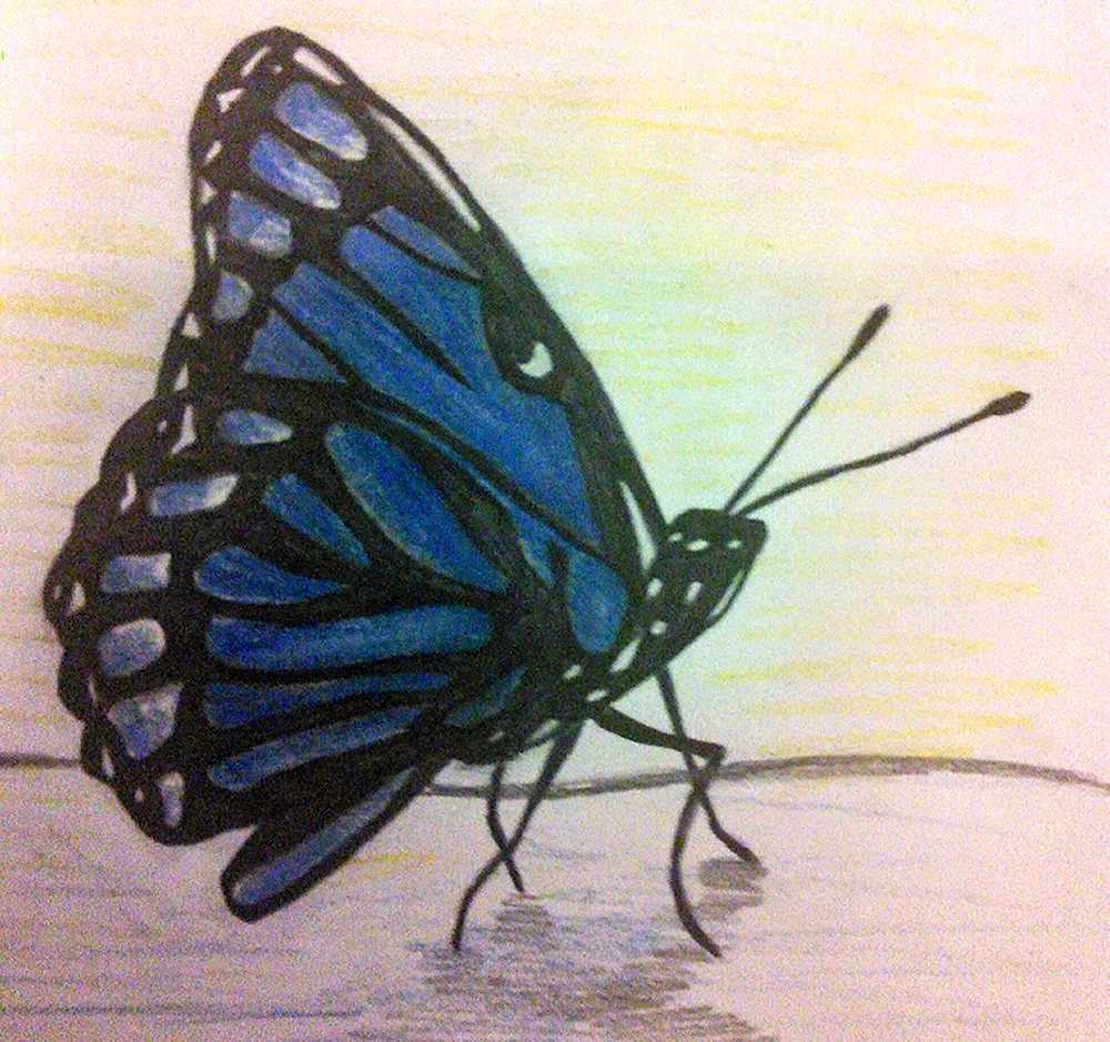 Бабочка рисунок реалистичный