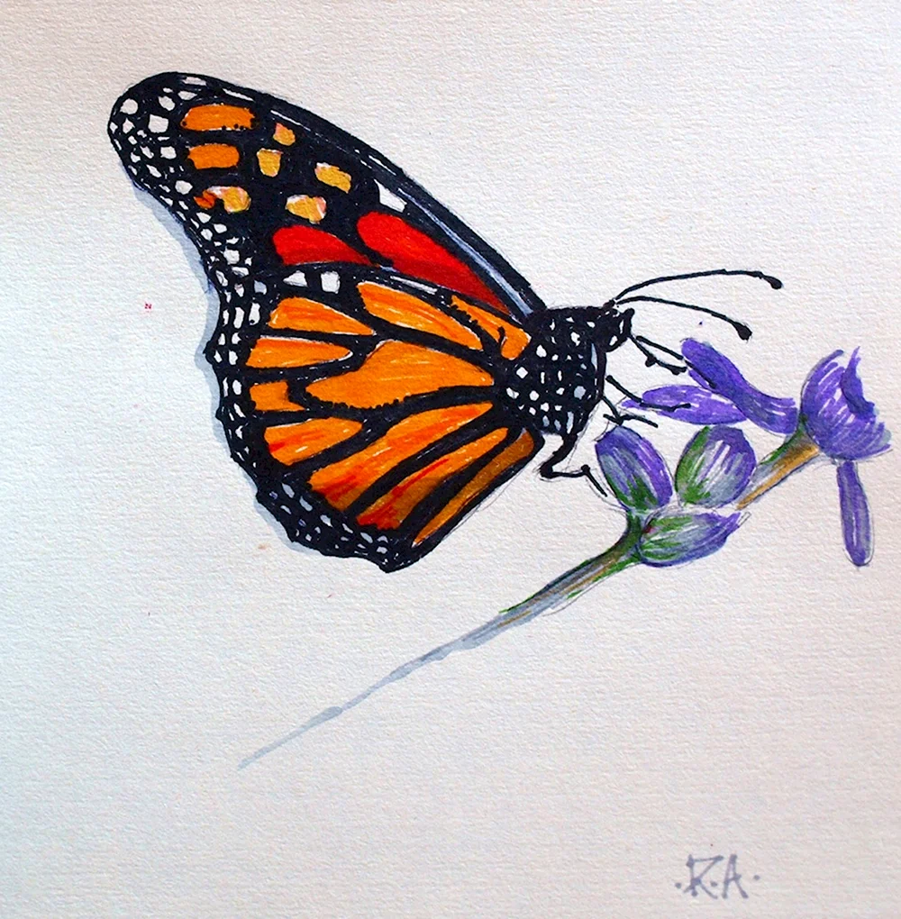 Бабочка цветными карандашами