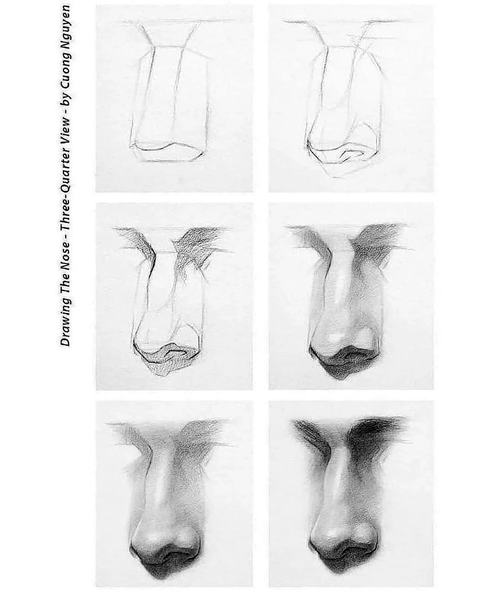 Баммес анатомия нос