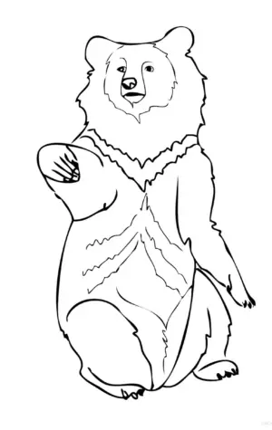Белогрудый медведь раскраска