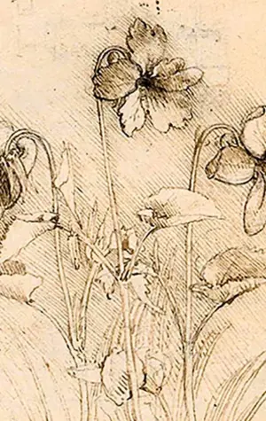 Ботанические зарисовки Леонардо да Винчи