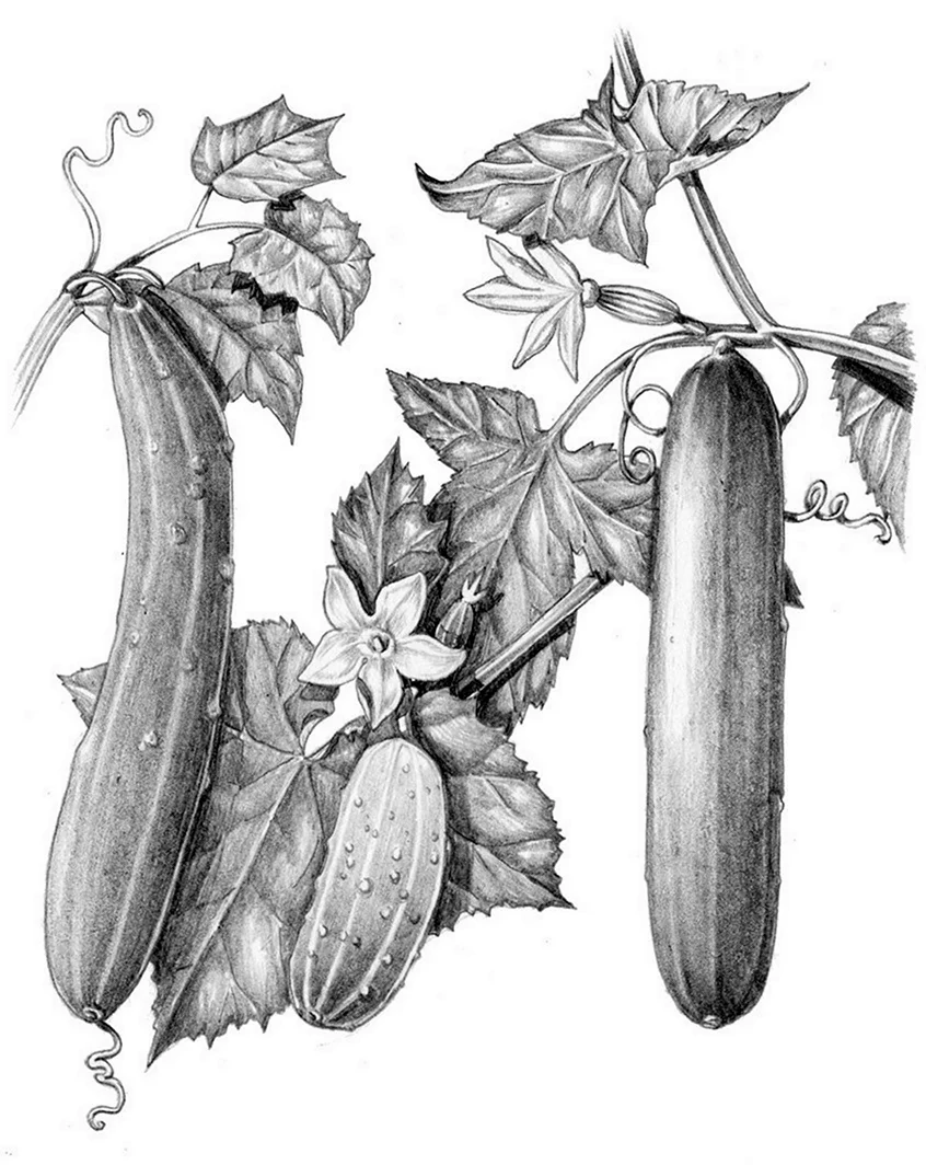 Ботанический плод огурец
