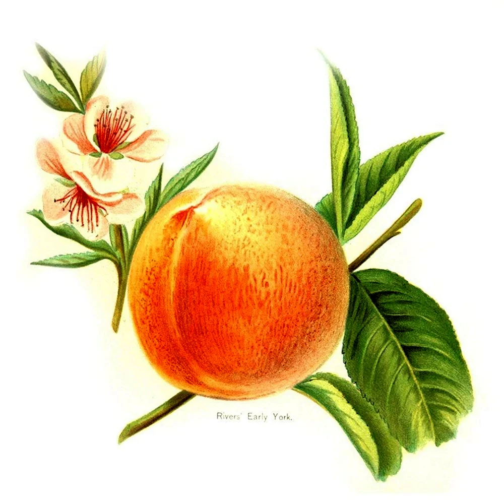 Ботаника персик цветы