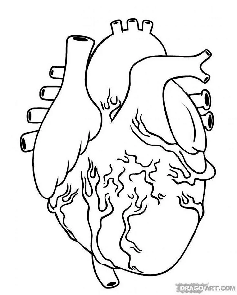 Человеческое сердце раскраска