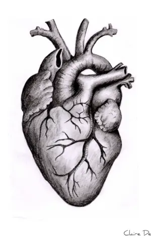 Человеческое сердце референс