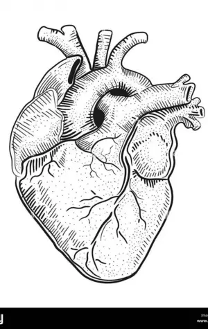 Человеческое сердце рисунок