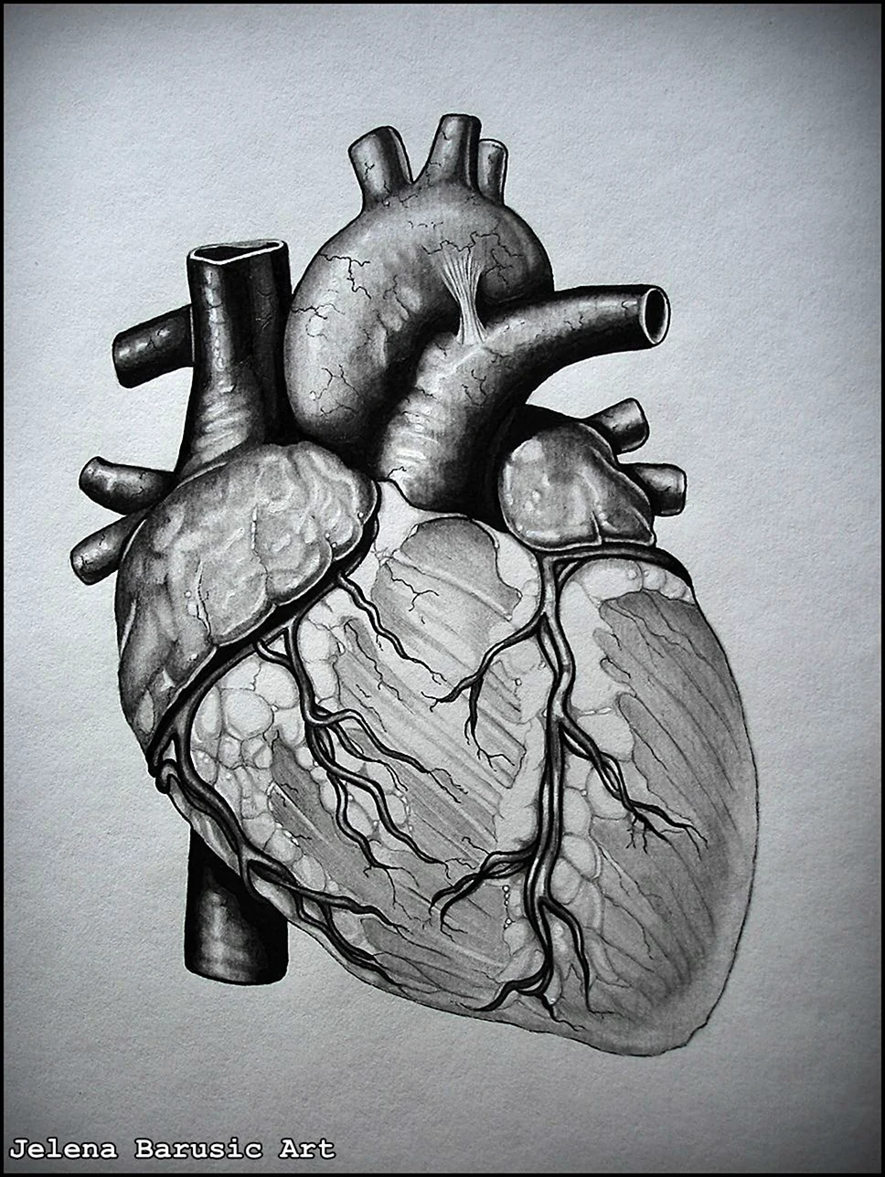 Человеческое сердце рисунок