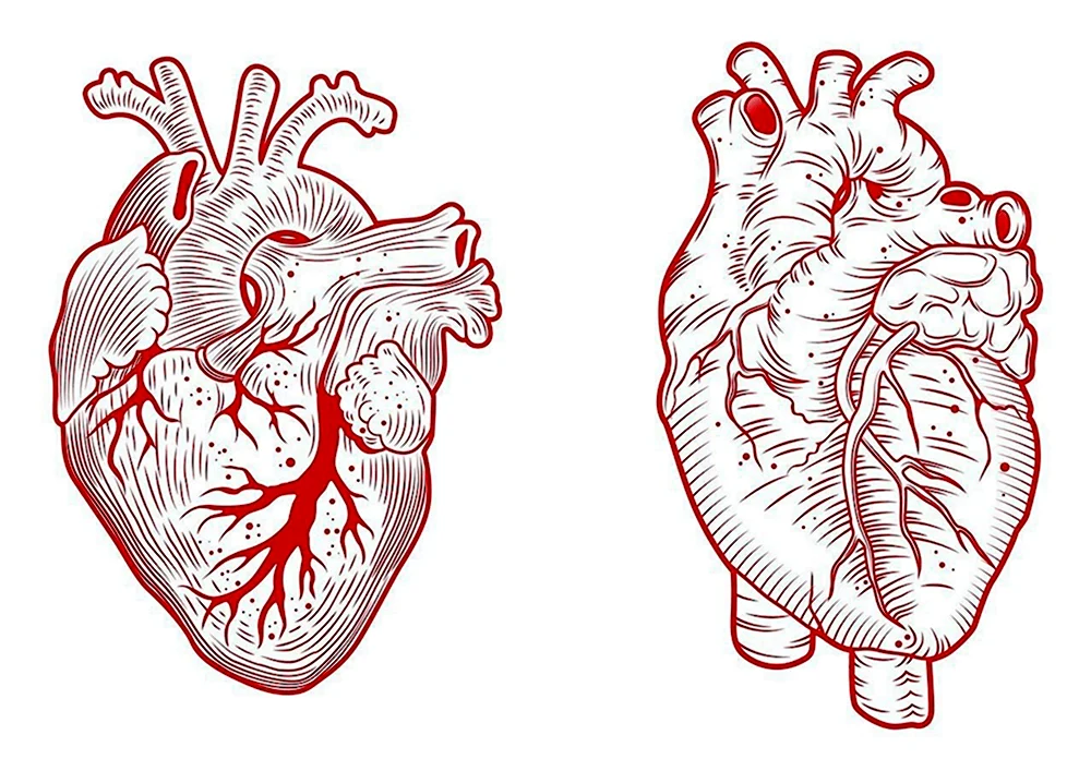 Человеческое сердце вектор