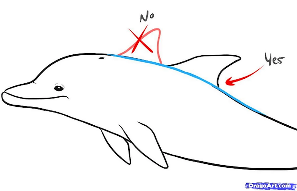 Дельфин Афалина рисунок карандашом для начинающих
