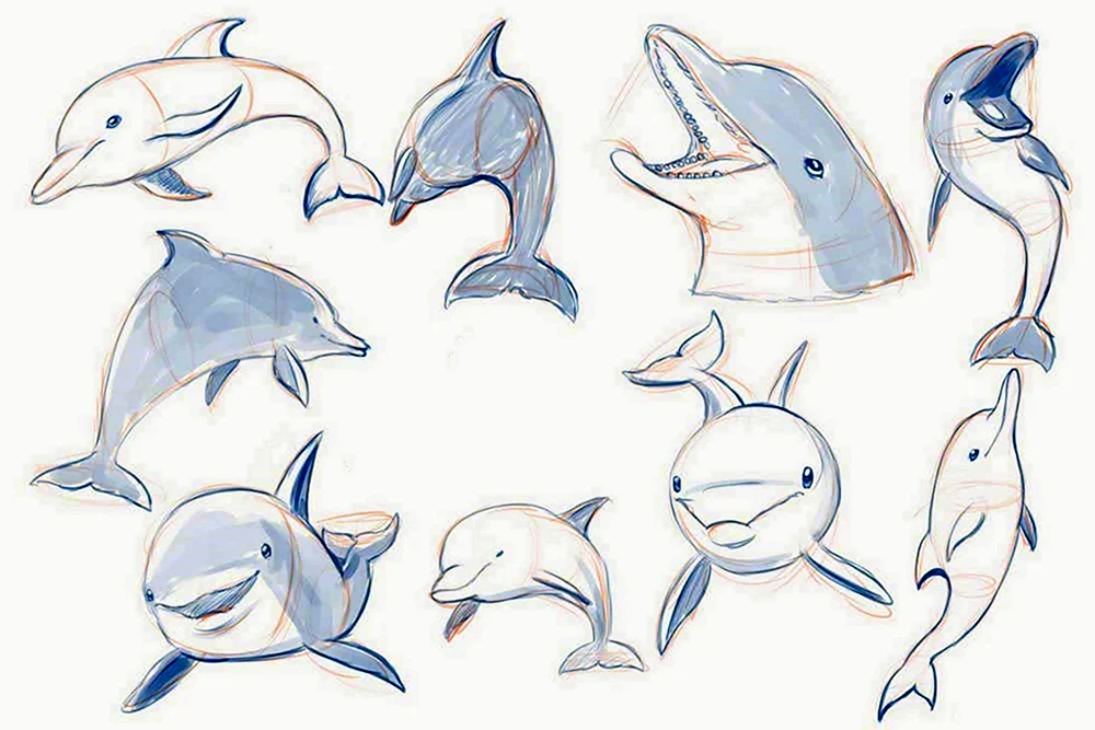 Дельфин референс