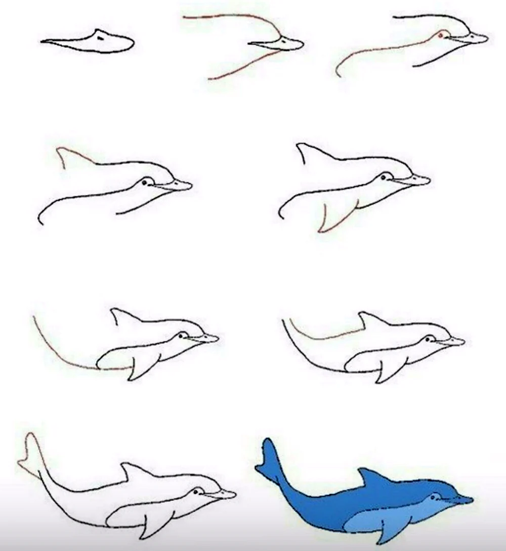Дельфин рисунок карандашом поэтапно