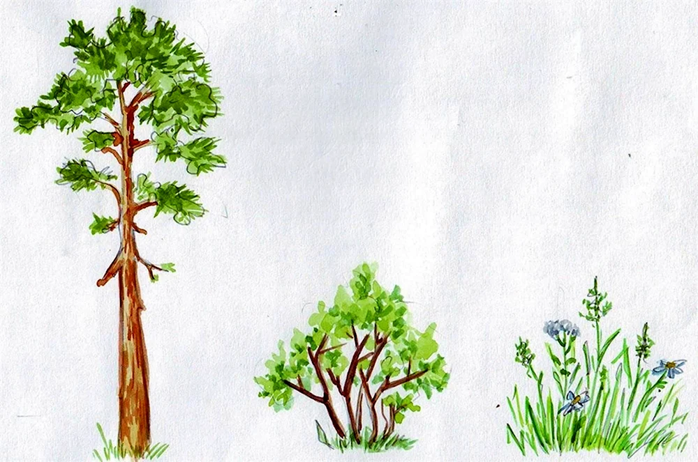 Деревья и кустарники