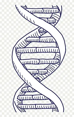 ДНК рисунок