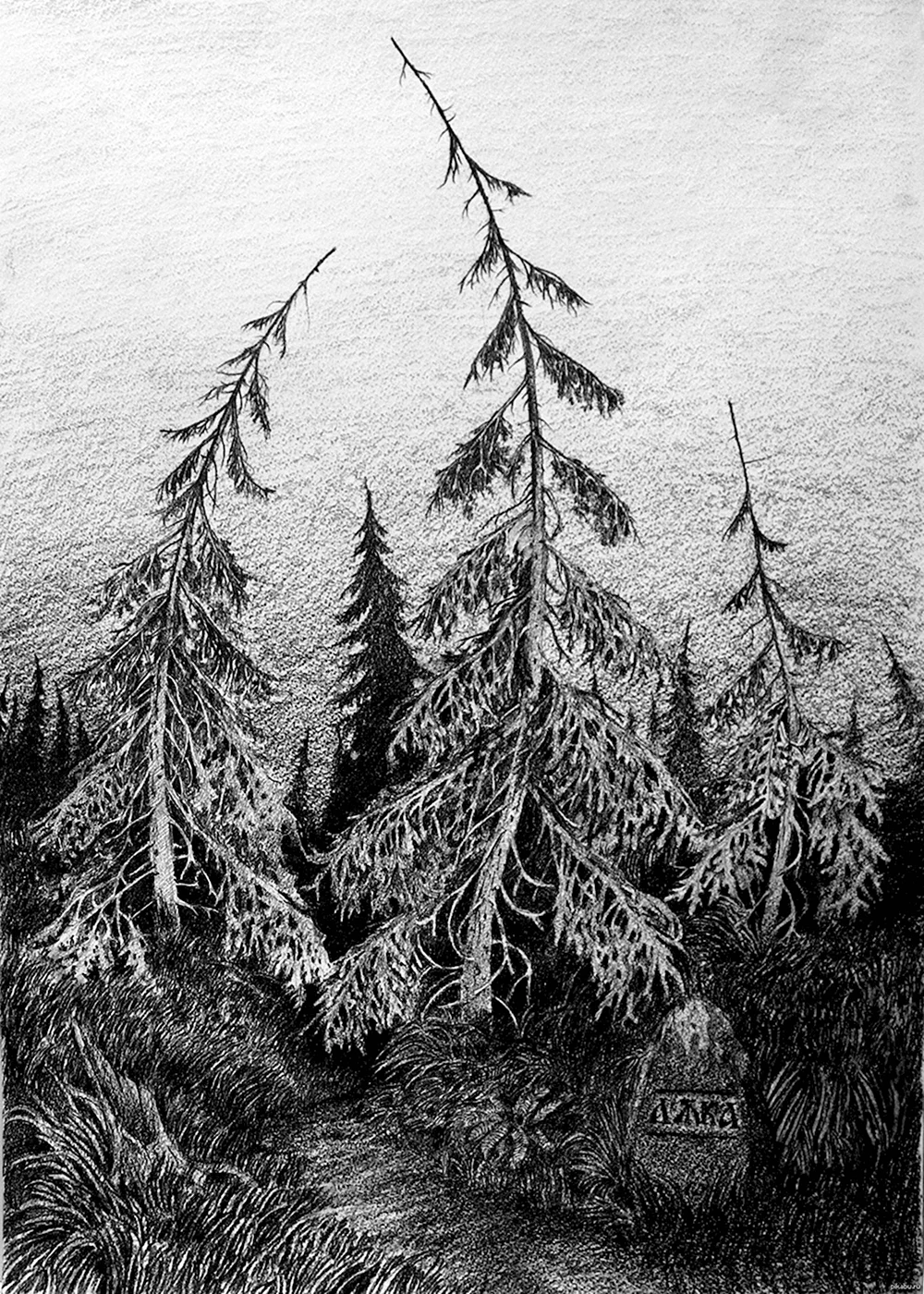 Еловый лес карандашом