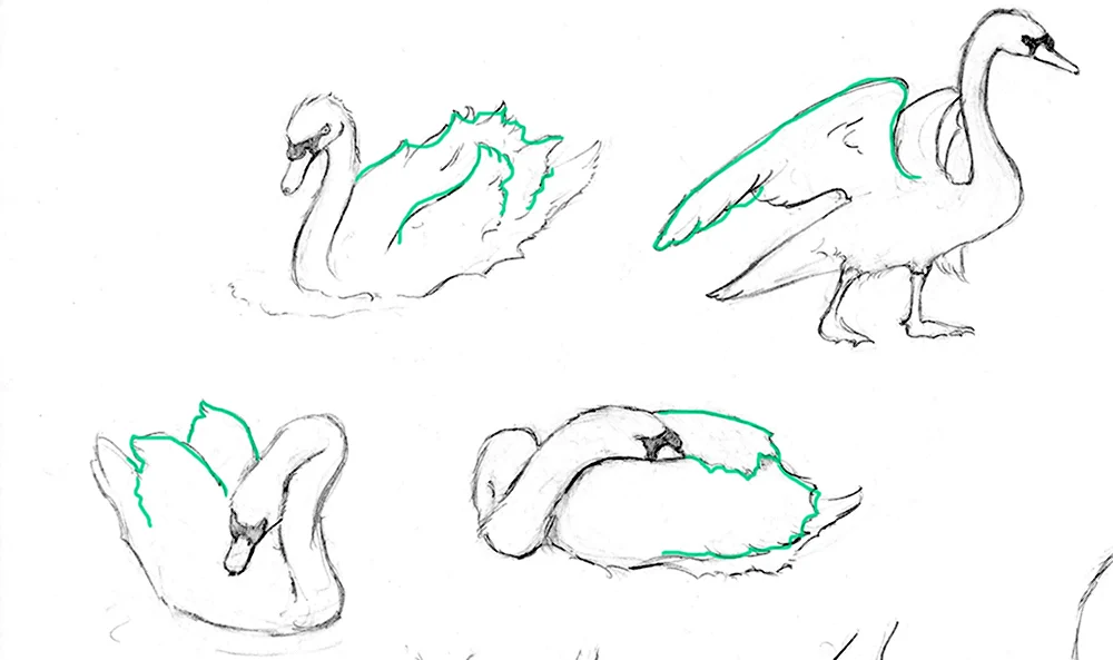 Этапы рисования лебедя