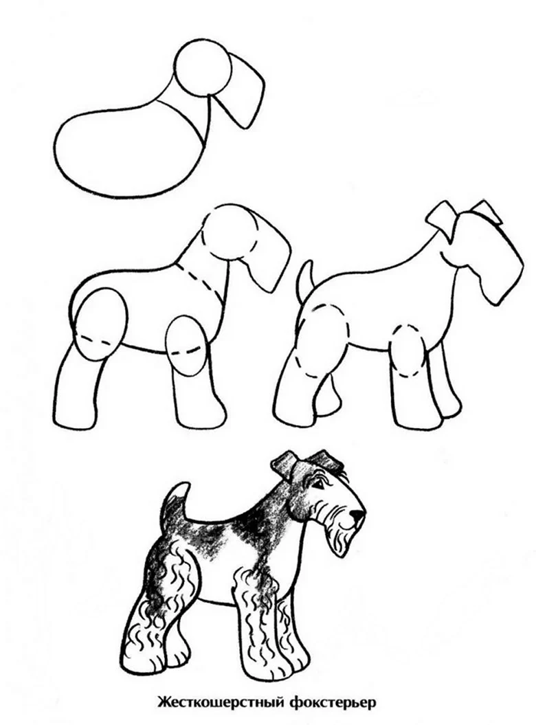 Этапы рисования собаки